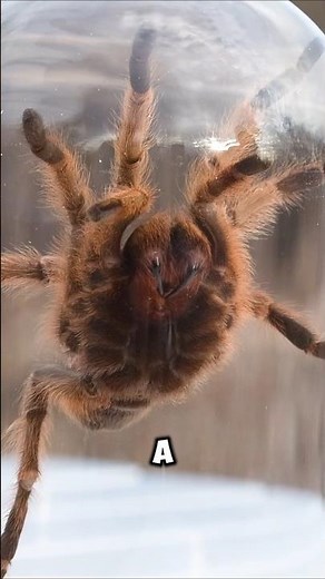 What to do if a spider bites you 😱 ~#shorts