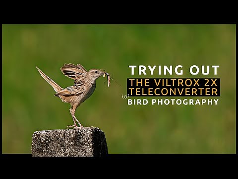 Trying Bird Photography with the Viltrox 2X Teleconverter for Sony Cameras | Review and Opinion