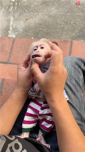 Dad took a strange object from the monkey's mouth.🙉🙉🙉