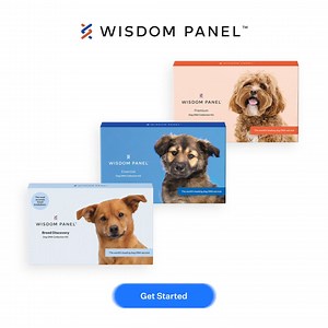 Unlock health, breed, and relative insights. So you can know your dog’s whole story—and how to personalize their daily care. | Wisdom Panel