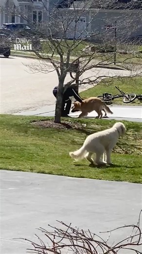 The delivery driver knows the way to the dogs’ hearts ❤️ | Daily Mail Animals