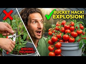 Bucket Tomatoes EXPLODE With This Sucker Removal Hack