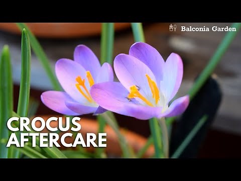 Crocus Aftercare! What To Do After Flowering And How To Store During Dormancy | Balconia Garden