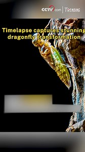 A mesmerizing timelapse reveals the full process of a dragonfly emerging from its nymph shell. The delicate moment showcases the insect's transformation into a winged adult, an extraordinary glimpse of nature's beauty and resilience. #Trending | CCTV
