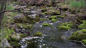 A stream of water flows down the rainforest. 4K stream, footage about the flow of water in nature. Calm relaxing background, ecology in the forest. The surrounding nature, ecology. Wild forest