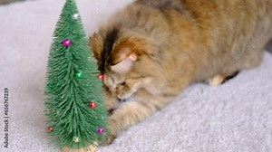 Tabby fluffy and striped grey and tabby fluffy kitty plays with Christmas tree on New year tree in the room .High quality footage