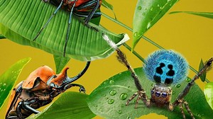 A Real Bug's Life Summary, Trailer, Season List, Cast, Where to Watch and More