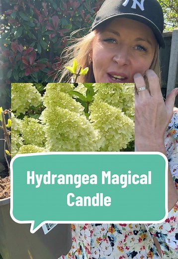 Hydrangea Magical Candle: Best Plant for UK Gardens