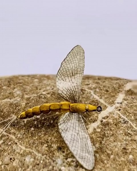 3 Quill & Nickel Perdigon Nymphs - Euro Nymphs - Czech Nymphs - Fly Fishing - Trout, Grayling, Char, Barbel - Etsy New Zealand