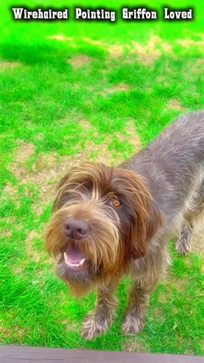 #fblifestyle #reels #dogs | Wirehaired Pointing Griffon Loved
