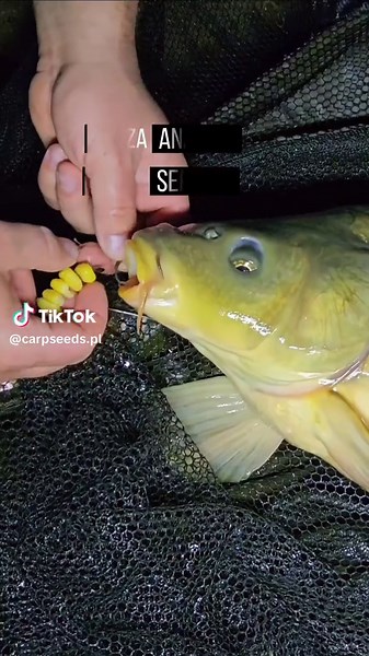 5 ziaren kukurydzy ananasowej 👌 łów skutecznie 💙 www.carpseeds.pl #zasiadkakapriowa #kukurydza#carpseeds #wędkarstwo #ryby #wedkowanie #łowienieryb #kukurydzaananasowa #kukurydzaananas