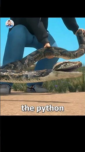 Pooping by python on you