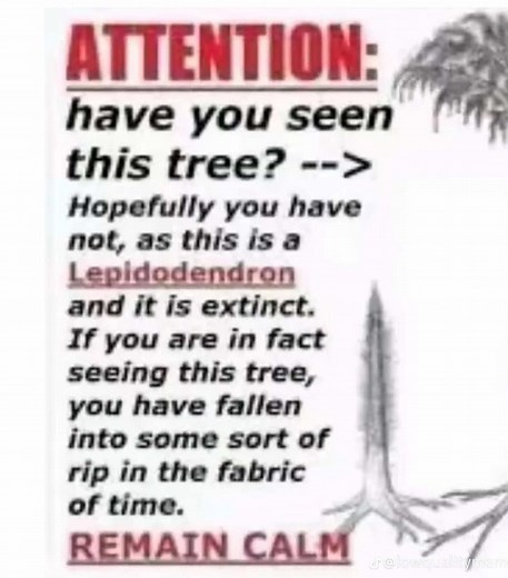 Discovering the Extinct Lepidodendron Tree