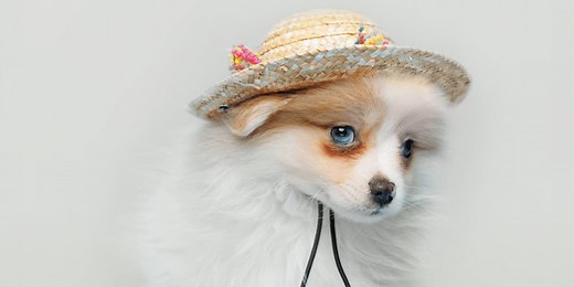 Pomeranian Puppies For Sale | Blue Sky Puppies