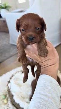Golden Valley Cavapoo Puppies at 2 Weeks! 🐾🐣 #puppy #cavapoo #cavapoopuppy #newborn