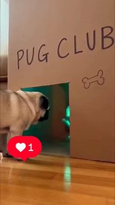 🤣💖#pugslifemexico #puglover #pug #puglove | Pugs Life México