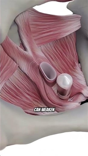 Uterus Prolapse Treatment Without Surgery | Pessary Ring Explained Simply (3D animation)
