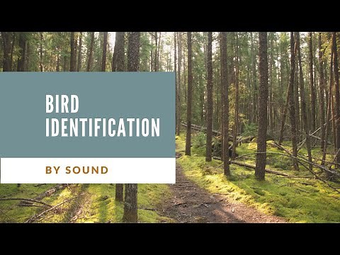 Bird Identification - by sound