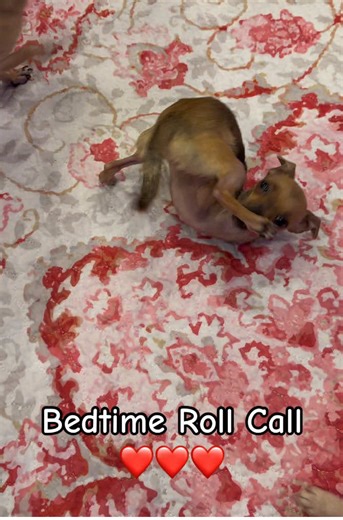 Full house tonight! As I get ready to bed, everybody down, we go ahead and do a rollcall. Somehow, I missed three or four of them that are in the room still. But not to worry, as we did the running of the bulls this morning I plan on doing it again tomorrow, but in slow motion. So we have that to look forward to.😂😂😂 This is the com before the storm. I have to get the temperature in the room down to where it’s cool enough to where I can tolerate the body heat in bed from them. So as I do a lit