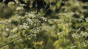 Blooming yarrow. Umbrella plants are seeds. The plant sways in the wind.