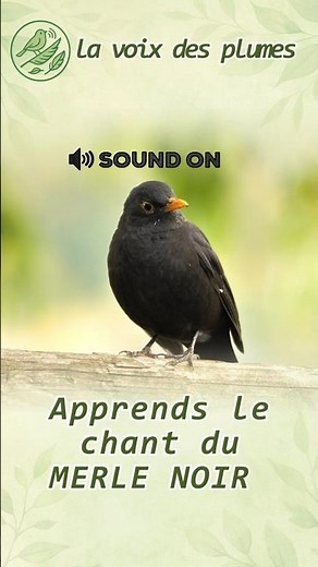 La Voix des Plumes - Le Merle Noir