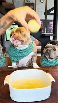 Bolinho de Camarão 🤩🐾