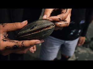 Huge clams harvest at Netarts Bay Oregon (Catch, clean and cook) #clam #harvesting #family #pnw #bbq