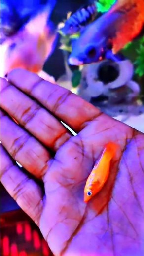 Live feeding to my Oscar Fish #oscarfish #livefeed #aquariumfish