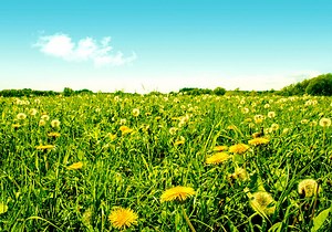 2024 Reviews – Best Weed Killer for Lawns / Buy Smart