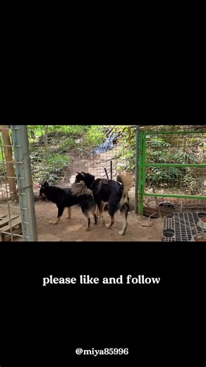 Understanding the Dog Breeding Process for Owners