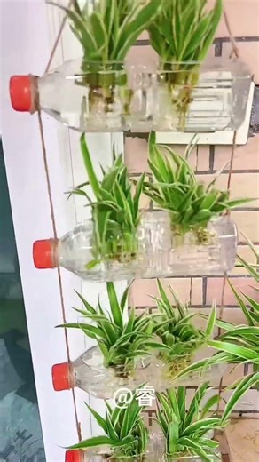 Spider Plant Root Embracing Rock Planting Tutorial! "Planting Tips," "Flower Growing Knowledge,"