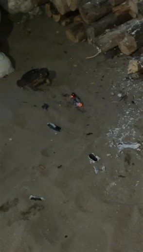 Hopkins UnCut on Reels