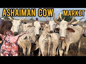 Cost of Buying COWS In The BIGGEST LIVESTOCK MARKET IN GHANA ASHAIMAN