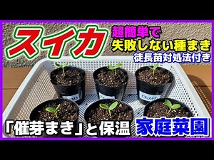 [Watermelon] Simple and foolproof sowing and warming method that can be done at home. How to deal...