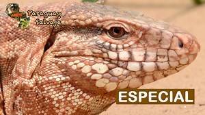 Estamos en la época en la que los teju guasu pytã están más activos,🙌 y es probable que los observemos en cualquier lugar del Chaco Seco,👀 por lo que es importante saber más sobre ellos para poder protegerlos, aquí te contamos todo sobre este impresionante largato colorado.💚 | Paraguay Salvaje