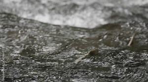 Coho salmon in salmon river spawning and swimming in rushing water in pacific northwest in america slow motion close up