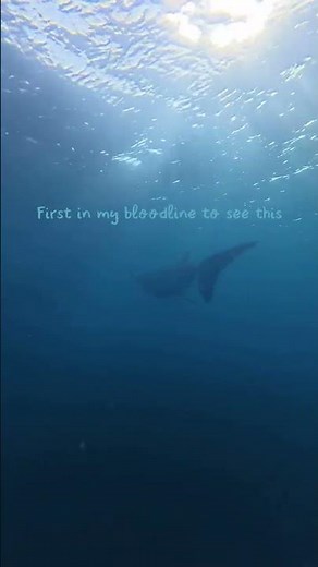 A whale shark encounter is something many divers dream about and moments like this remind us how