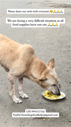 🆘 We are facing a very difficult situation as all food supplies have run out 🙏🙏🙏 🆘. #straydogslovers❤️ #adoptdontshop Upi 9994757156 PayPal Streetdogsfoodhelps@gmail.com | Feed To Paws