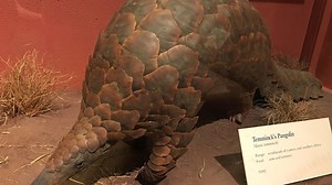 Pangolin : taille, description, biotope, habitat, reproduction