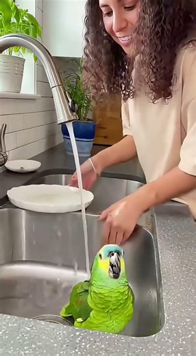 The parrot jumped into the sink without warning 😂💦 | Parrot taking a bath | Parrotswithoutfilter