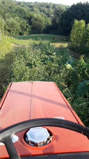 😲 I didn't expect such a small tractor to mow like this! 🚜🌿