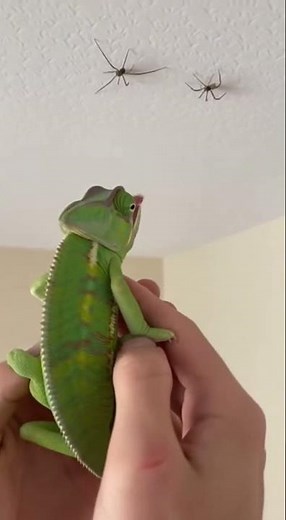 Chameleon FAILS… and the Spider Falls on Him 😂🕷️🦎