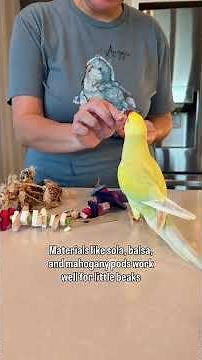 Teaching Piper to play 💛 #piper #indianringneck #rescue #bird