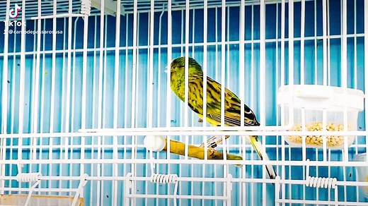 Canary Mating Behavior Explained