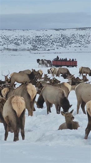133K views · 4.8K reactions | Fun winter memories. Riding the National Elk Refuge Sleigh Ride in Jackson Hole this past winter, always so fun... | T. Lyn Neufeld Photography | Facebook