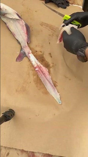 Blue catfish Filleted | The Great Chesapeake Invasives Catch