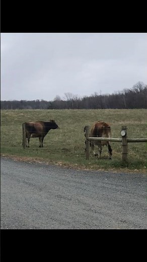 Brought the Jerseys to new pasture #jersey #cows #country #fypシ