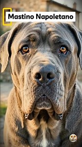 5 Razze Canine Nate in Italia che Devi Conoscere 🇮🇹🐶