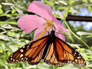 Highway road sign wishes monarch butterflies a safe journey