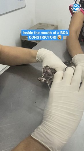 Meet Severus Snake… the boa constrictor! Boa constrictors in Costa Rica can be found in a variety of habitats, from tropical rainforests to dry forests, and are known for their remarkable adaptability. Unlike many other snakes, boa constrictors have small, recurved teeth that they use to grasp and hold onto their prey before constricting it. In this amazing footage, look inside the mouth of a Boa constrictor that was taken into our rescue center in Costa Rica. Boa constrictors have a specialized